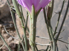 Lygodesmia grandiflora dianthopsis