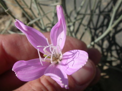Lygodesmia grandiflora dianthopsis