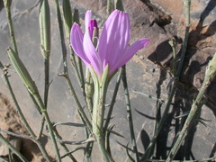 Lygodesmia grandiflora dianthopsis
