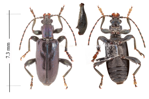 Frost's Aquatic Leaf Beetle
