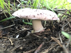 Lepiota decorata