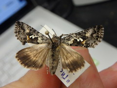 Syngrapha alias
