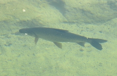 Prochilodus lineatus