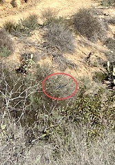 Aphelocoma californica