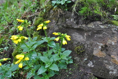 Scrophularia delavayi