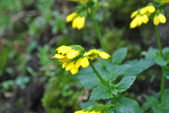 Scrophularia delavayi