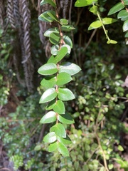 Metrosideros diffusa