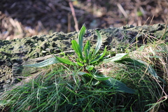 Plantago lanceolata