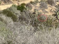 Aphelocoma californica