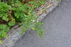 Potentilla supina