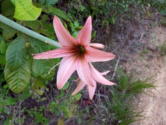 Hippeastrum stylosum