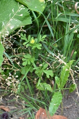 Potentilla supina