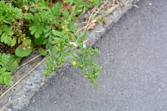 Potentilla supina