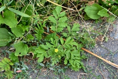 Potentilla supina