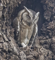 Otus bakkamoena
