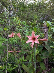 Hippeastrum stylosum