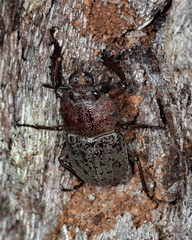 Cacostomus squamosus