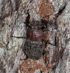 Cacostomus squamosus