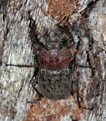 Cacostomus squamosus