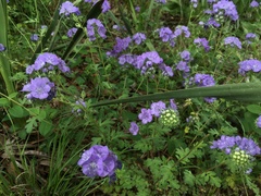 Phacelia maculata