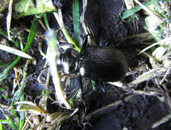 Calosoma retusum
