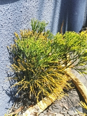 Psilotum nudum