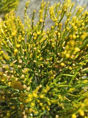 Psilotum nudum