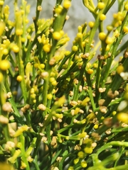 Psilotum nudum