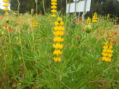 Lupinus luteus