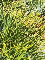 Psilotum nudum