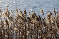 Phragmites australis