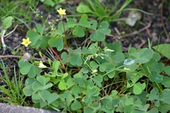Oxalis stricta