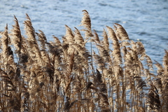 Phragmites australis