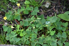 Oxalis stricta
