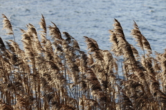 Phragmites australis