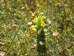 Bellardia trixago flaviflora
