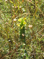 Bellardia trixago flaviflora