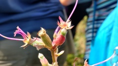 Pleroma heteromallum