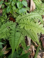 Asplenium cristatum