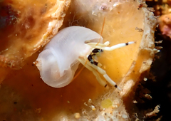 Calcinus guamensis