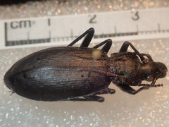 Carabus procerulus procerulus