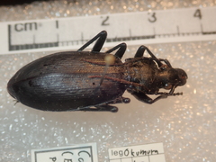 Carabus procerulus procerulus