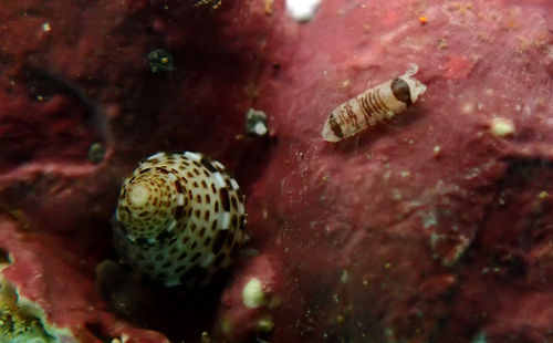 Joeropsis hawaiiensis
