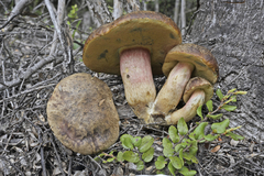 Xerocomus nothofagi
