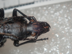 Carabus procerulus procerulus
