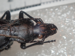 Carabus procerulus procerulus