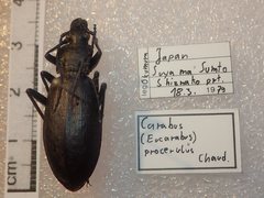 Carabus procerulus procerulus