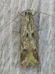 Blastodacna bicristatella