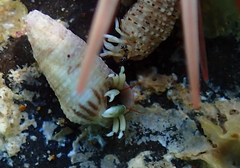 Calcinus guamensis
