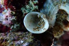 Lioconcha hieroglyphica